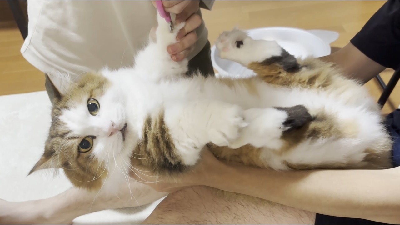 I wish every cat nail trimming session was this peaceful - YouTube