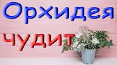 Орхидеи,узамба́рские фиалки,Самара🌺