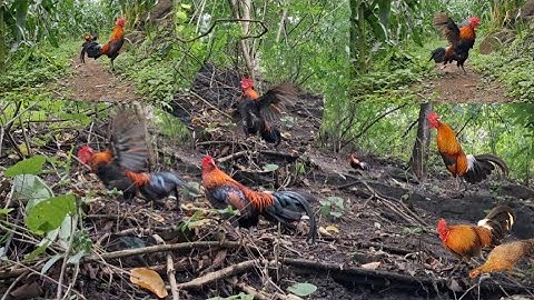 Gà rừng mã đỏ đập cánh gọi mã vàng phi cực nhanh.qaib qus 