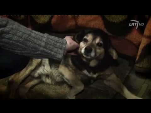 Video: Gyvūnų globa: nuosavybės teisių nustatymas