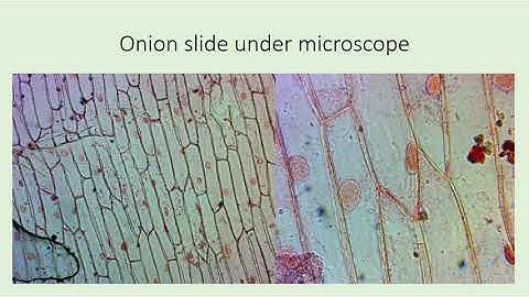 Standard 8: Lesson 10: Cell structure and function: Part 5 of 5