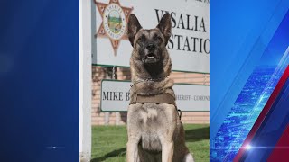 Tulare Sheriff K9 shot during chase by undercover detective mistaken for suspect