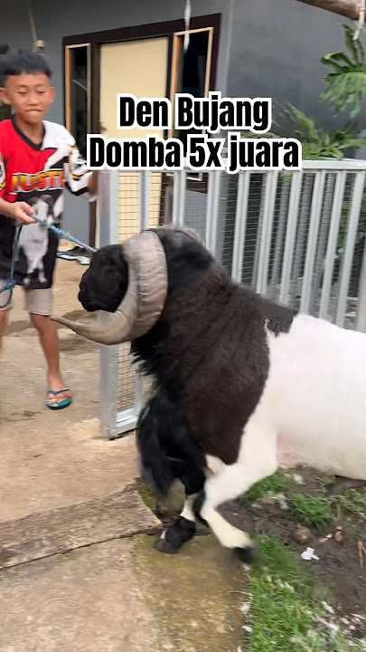 Domba Bujang yang sudah tidak bujangan lagi 🤣