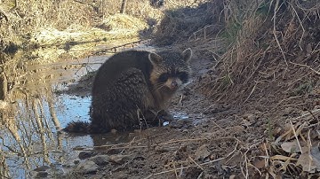 How to Adjust the Pan Height on a Foothold Trap