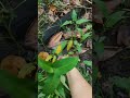 PANEN HASIL KEBUN SENDIRI#panensayuran #viralvideo #food #masukberanda #minivlog #fypシ