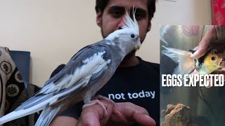 My Egg Loaded GOLD Fish & Cockateil FEATHER CUT | Home Vlog by Wildly Indian 21,522 views 9 months ago 9 minutes, 34 seconds