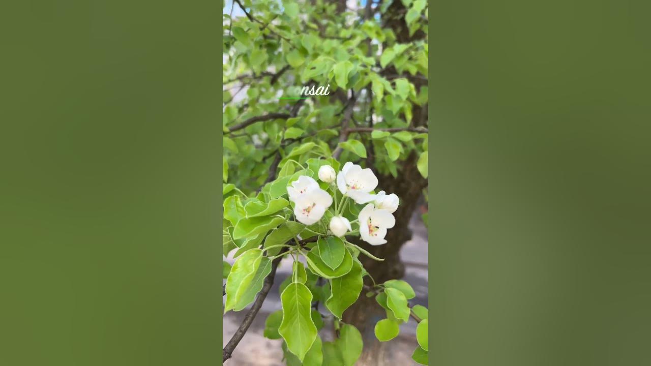 Квіти груші #бонсай #bonsai #бонсайукраїна #bonsaiukraine #bonsailovers ...