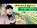 ALIMENTAȚIA CAPRELOR IARNA!? CAPRE pasc iarbă în DECEMBRIE? Maramureș!  GOAT GRAZING #OrășeanLaȚară!