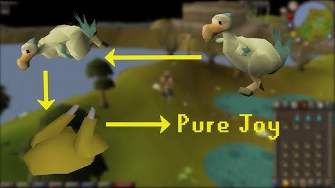 God Tier Content: Chompy Bird Hunting