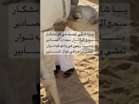 الناقة يا شافي أوصيك في كل مشکار سحج البكار مبعدات المصادیر اكتب سبحان الله في التعليقات او الكومنت