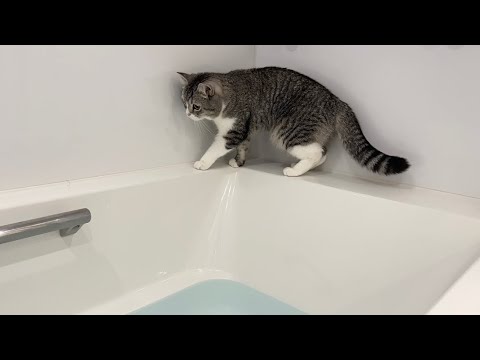 浴槽の縁を歩いてたら行き止まりになっちゃった猫がこうなりました…