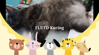 Batu Karang/FLUTD Kucing Boleh Bawa Maut 😭