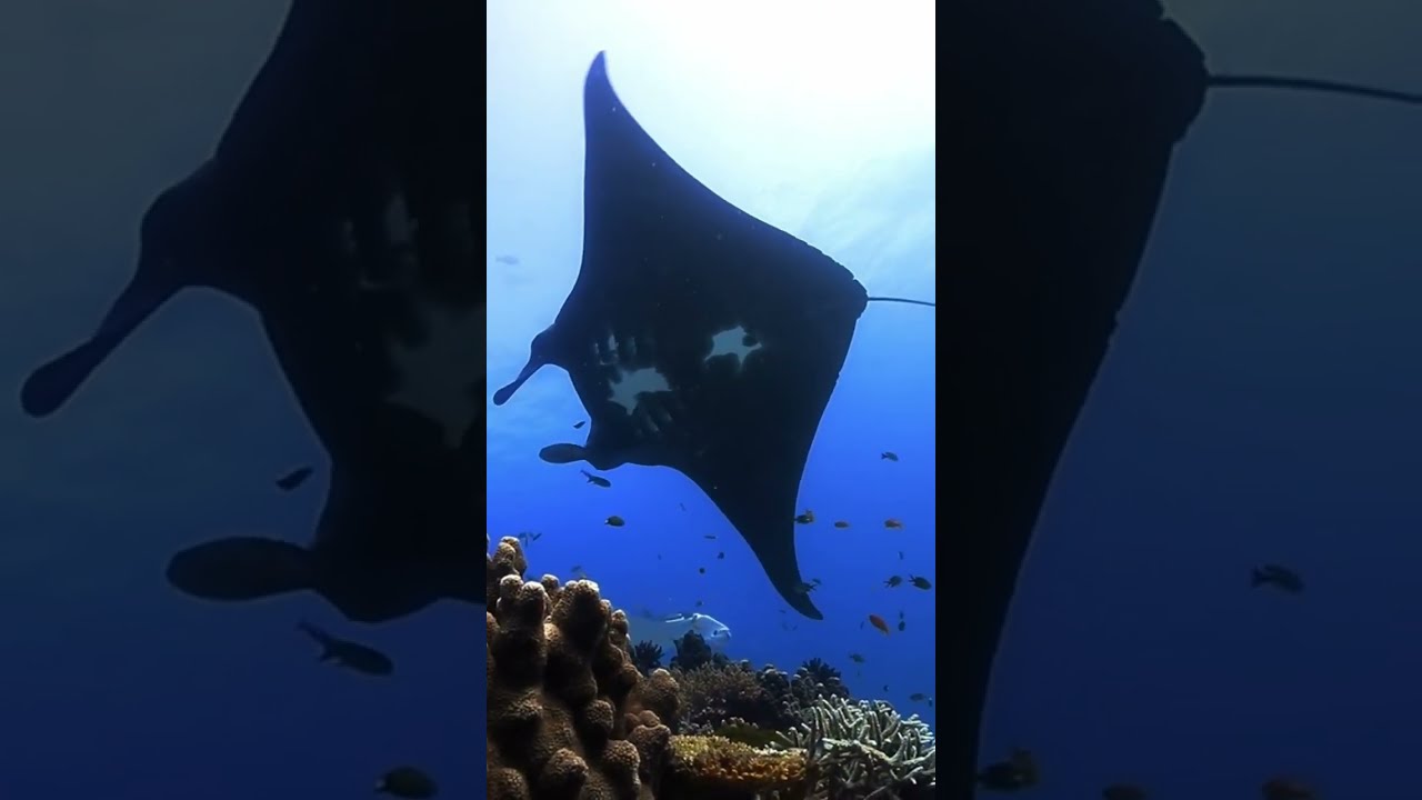 Black Manta Ray on the cleaning station
