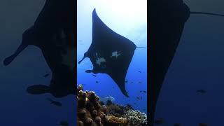Black Manta Ray on the cleaning station