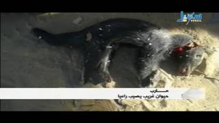 حيوان غريب يصيب راعيا في محافظة مأرب باليمن