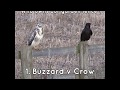Fence dispute 1: Buzzard v Crow