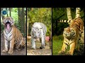 Tigers - Amazing Growling | 🐯🐅🌎🎼🎵🎶 #shorts