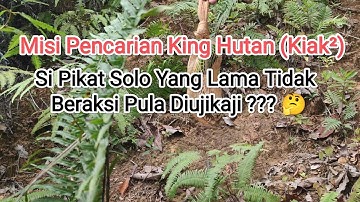 Diujikaji Dalam Misi Pencarian King Hutan (Kiak²) 🤔 || Bagaimanakah Aksinya Gaaiiss???