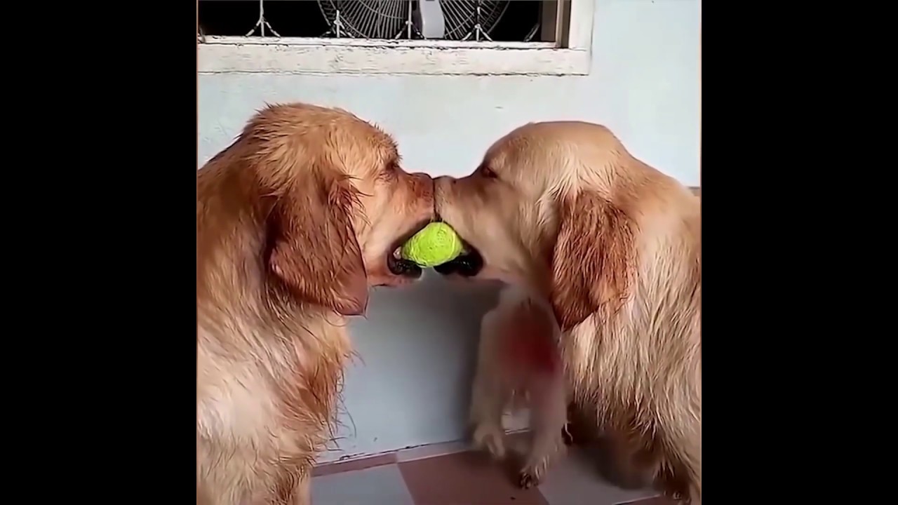 Animals Funniest Moment Video Part 3 Funny Compilation