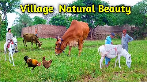 🐄 Beautiful Village Animals Grazing in Green Lush Pastures | Peaceful Village Life 🌾 | Mera Gaon