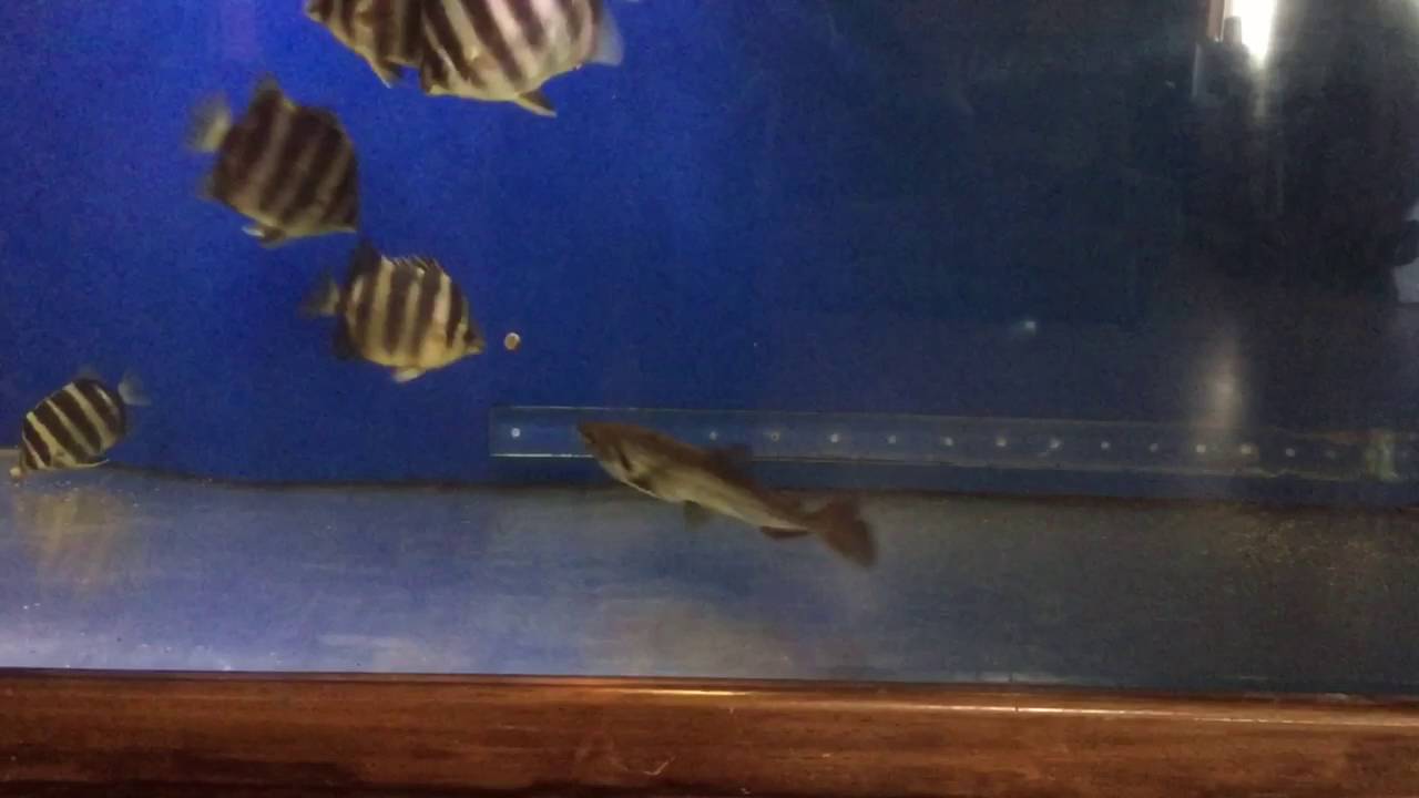 camera iphone 8 plus apk Hydrolycus tatauaia feeding on pellets