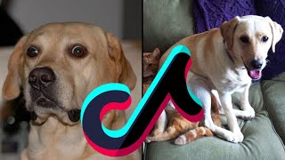 The Best & Funny Labrador Retriever For Laughs TikTok Compilation - Dogs & Puppies Of TikTok Mashup by Boop Boop 4 views 1 year ago 6 minutes, 49 seconds