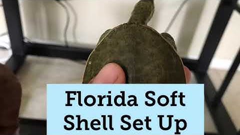 Florida soft shell turtle enclosure set up