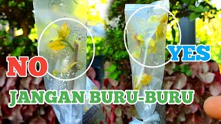 BERAPA HARI BISA BUKA SUNGKUP BOUGENVILLE ? SAMBUNG PUCUK BOUGENVILLE BERHASIL