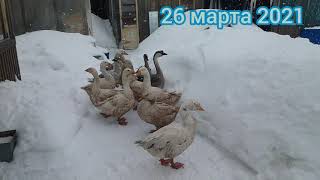Погода в Западной Сибири 26 марта 2021 года
