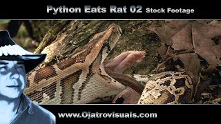 Python Eats Rat 02 Stock Footage