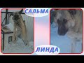 Спасение несчастных животных  Сальма, Линда и другие