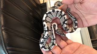 Famous Ball python clutch #3 update Net Worth