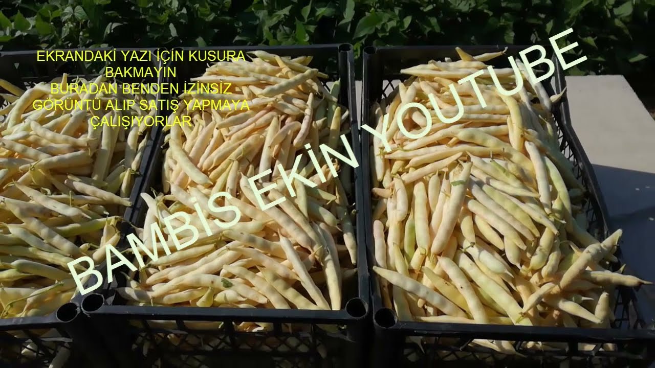 BARBUNYA FASULYE YETİŞTİRİCİLİĞİ -iç barbunya fasülyesi yetiştiriciliği