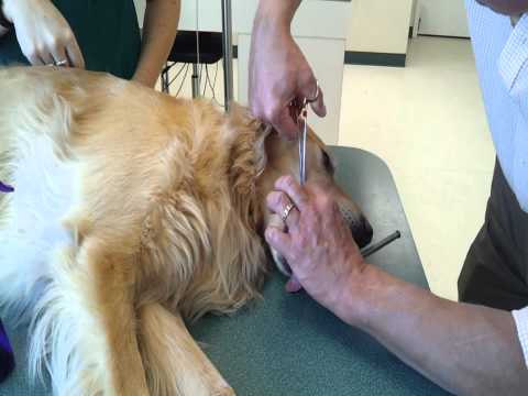 Video: Hundefiskeulykker - Fishhook Care For Dogs