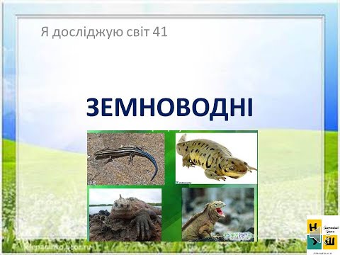 Урок 41 Земноводні. ЯДС 3 клас автор підручника І.Жаркова