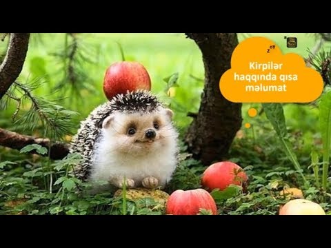 Kirpilər haqqında qısa məlumat