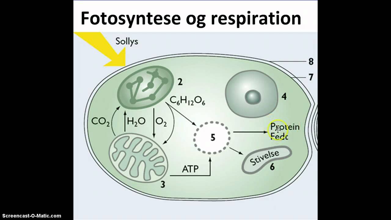 hvor foregår respiration hvor foregår respiration