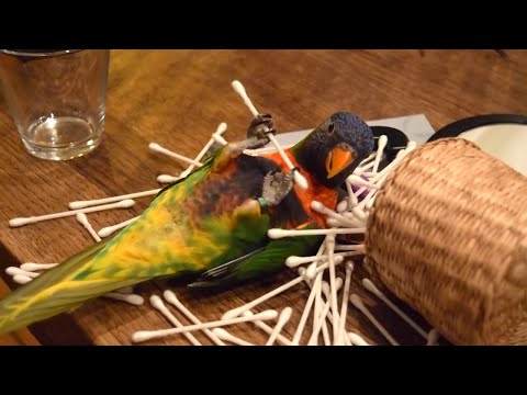 Funny Parrots Going Crazy - Funniest Parrots Compilation 2020