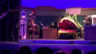 Stagg drama Little Shop - sominex / suppertime