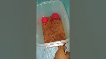 Rehousing My Fireleg Tarantula Spider Shorts Trending Youtubeshorts 