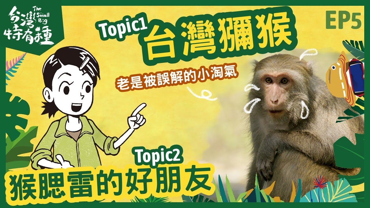 【台灣特有種】The small big 台灣獼猴 ｜台灣獼猴的好朋友-郭蓁穎｜博恩｜
