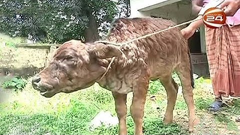 গরুর লাম্পি রোগ
