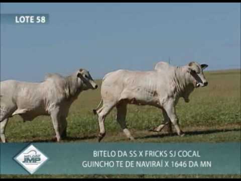 LOTE 58