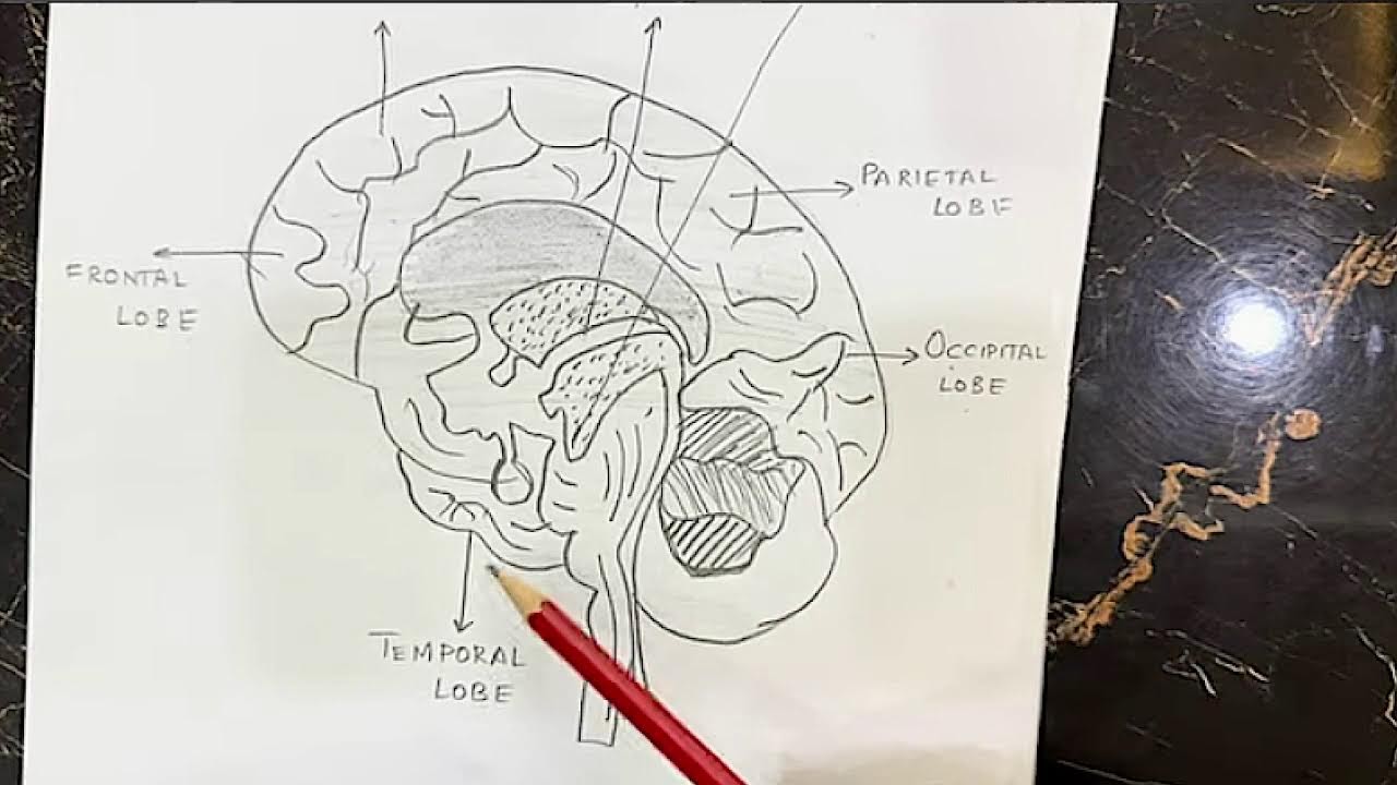 Class 10th | Biology | chapter 12 | All Lectures | New course 2025 | Maam Sadaf