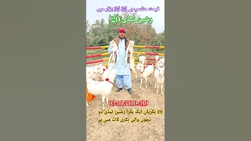 Russian teddy bakriyan Kamyab goat pharming Pakistan mein Teddy Bakri got business best teddy bakri