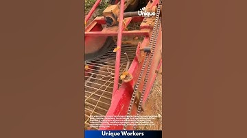 Farming for beginners: a simple guide to sweet potato harvesting