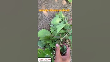 PHÂN BIỆT CHỒI NÁCH và MẮT NGỦ| CÂY NHO| Lh: 0359.019.441