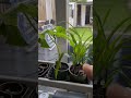 how to water your sweet corn?