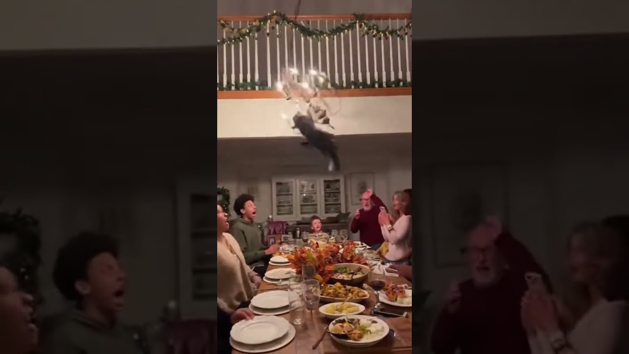 Cat Swing Disaster at Family Dinner!