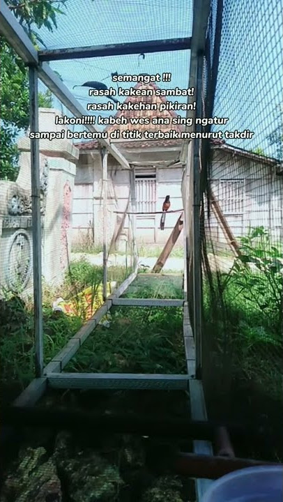 story WA keren murai batu  #muraibatugacor #muraifighter #muraibatuindonesia #muraibatu